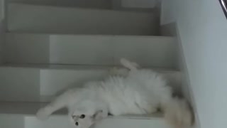 Cat Rolls Down The Stairs