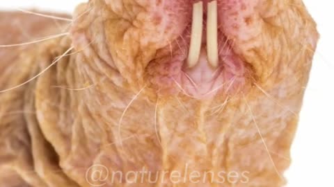 Naked Mole Rat | World Strangest/weirdest Animal