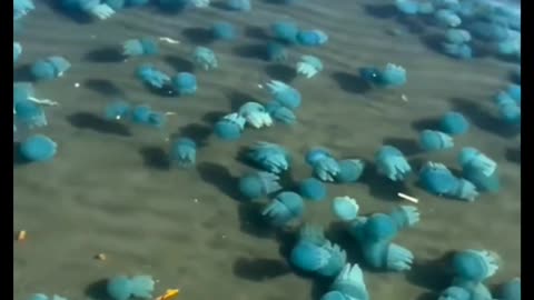 jellyfish