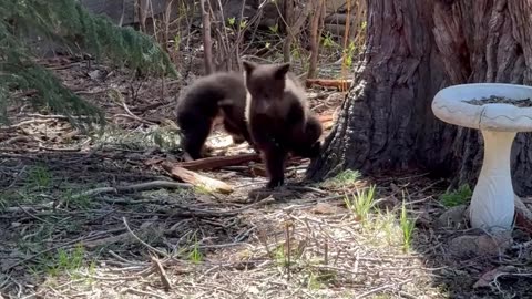 Black Bear Cubs Play in Yard