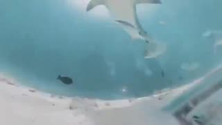 Shark swallows diver’s camera, captures video inside shark’s body