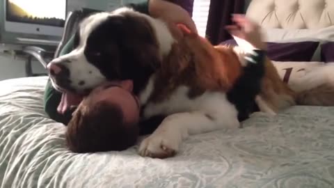 Huge Saint Bernard dog being needy