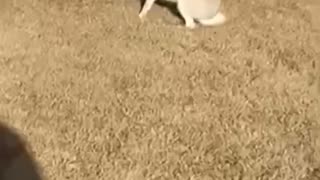 #shorts #animal hunt - #rabbit escape, #wildlife