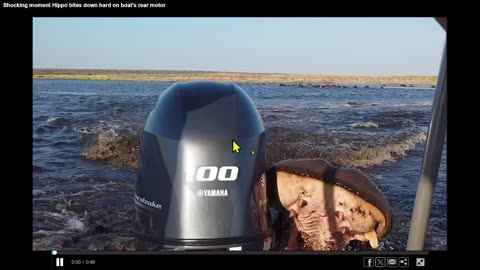 Moment enraged hippo chases down and attacks boat full of terrified...