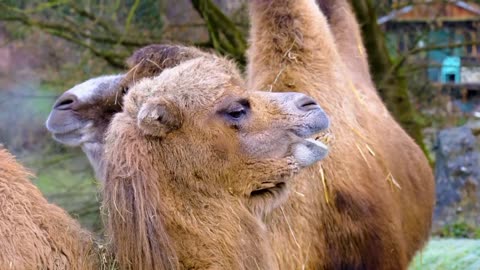 Camel trample mammal
