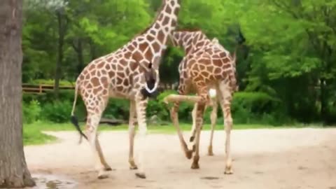 12 Interesting Zoo Animal Moments Caught On Video.