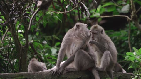 The crab-eating macaque