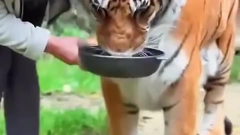 A tiger cub was raised by a kind hearted woman