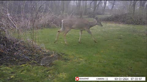 Backyard Trail Cams - Young Deer gets Annoyed By Rabbit