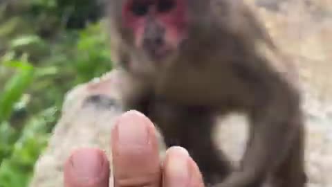 #babymonkey #Animal #Animalht #monkeys #animallovers❤️ #cocakamonkey animals #viral #monkey #cute