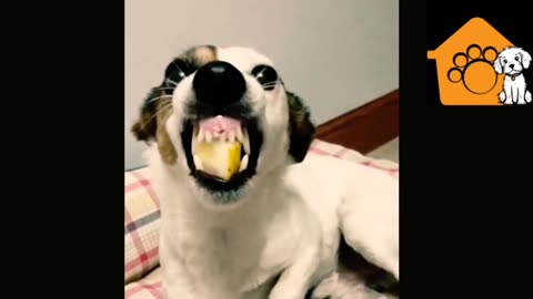 Funny dog eating