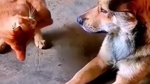 Funny kitten and dogs. fight Funny animal video
