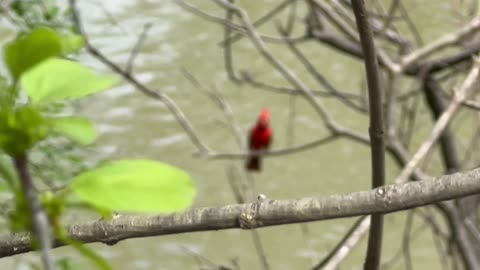 Male Cardinal fine tuning his singing skills