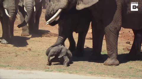 Baby Elephant Being Thrown Around By Bull