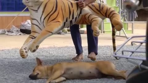 Animals Unleashed: A Furry Frenzy of Fails and Fun