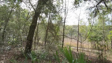 Hidden Waters Preserve Hike near Eustis Florida. If in the area a good place to visit.