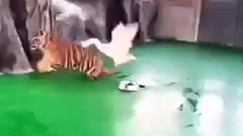 Tiger VS Duck