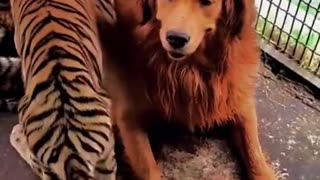 Dog becomes surrogate to Tiger?!
