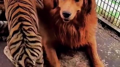 Dog becomes surrogate to Tiger?!