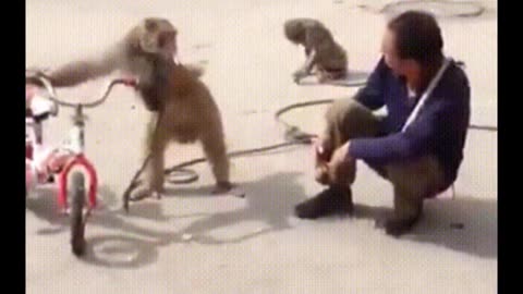 Funny Monkey LOL