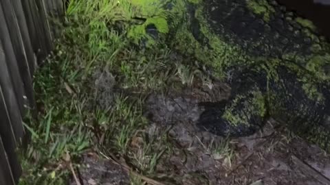 Alligator Breeding Season. Lake Placid Florida