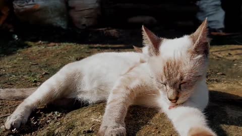 Morning With White Cats