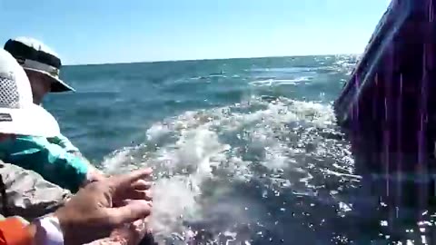 Friendly gray whales