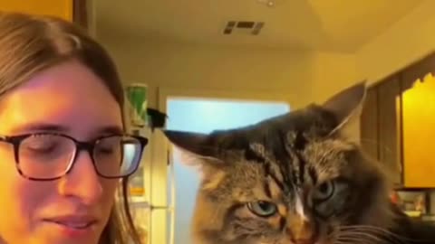 The Cat Smacked The Sh*t Our Of Her - Try Not To Laugh