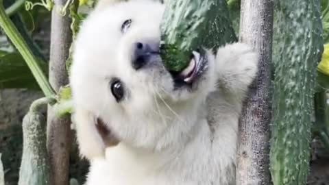 cucumber-loving puppy