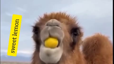 Funny camel eating lemon