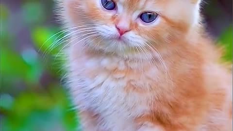 Orange can turn out to be so lovely cat # # of pet cats