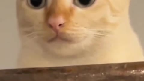 gato espião ou curioso