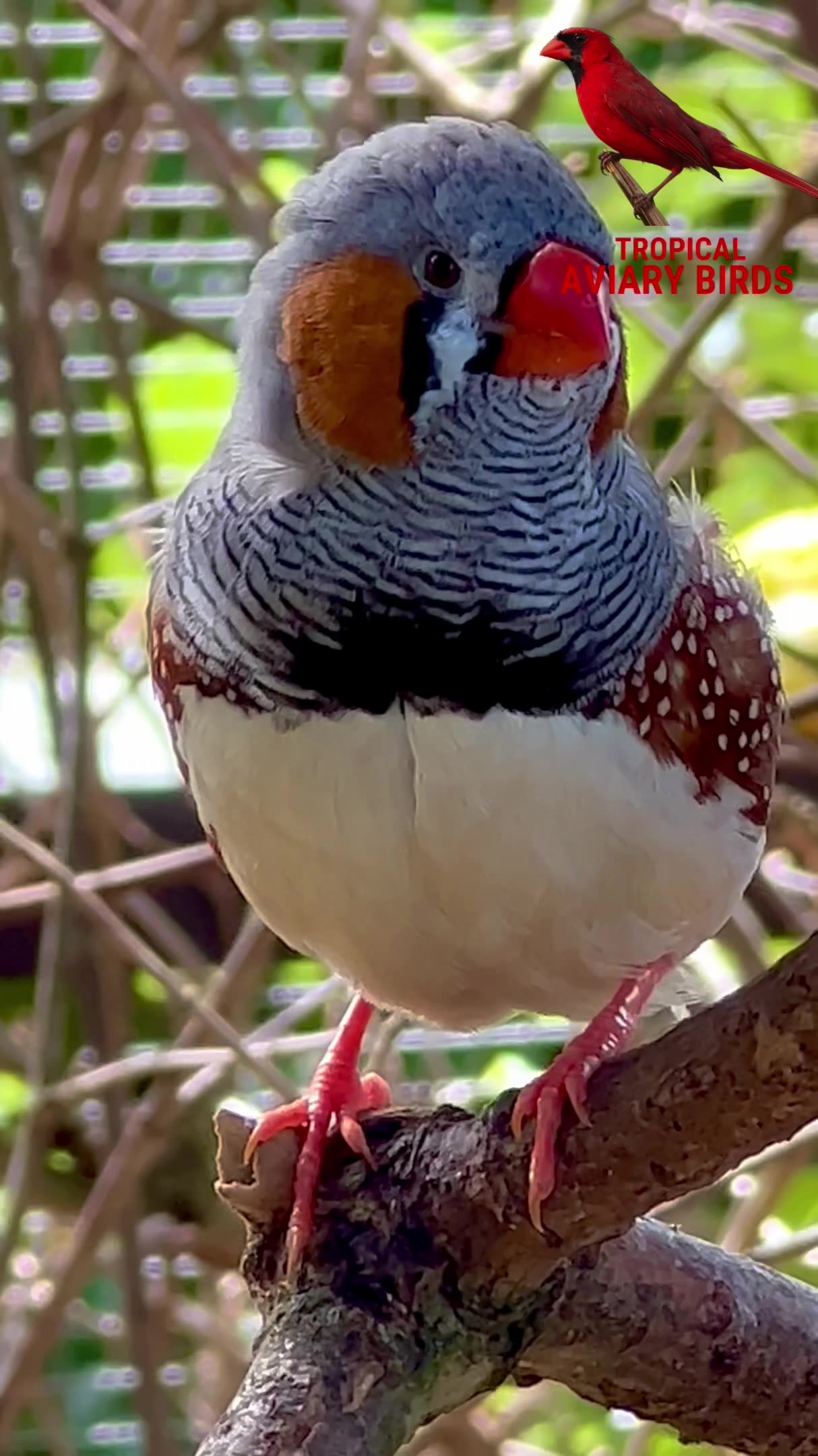 Why choose zebra finches?