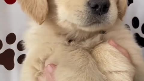 Fluffy Puppy says Hello!