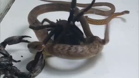 Poison Snake Scorpion Tarantula - Who will win