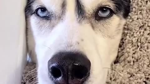 DON'T PLAY WITH MY NOSE 😡😡 Funny dog 🤣 video #shorts