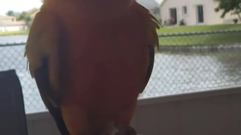 caught my sun conure doing a head shake in slow