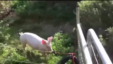Poor Animals Getting Zapped by Electricity