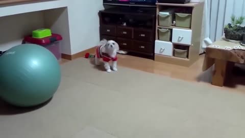 Funny dog video