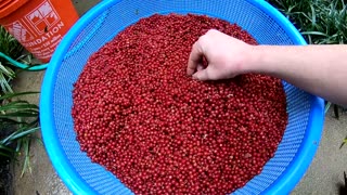 Making Fruit Leather from Wild Berries - Foraging Wild Edibles - Autumn Olives