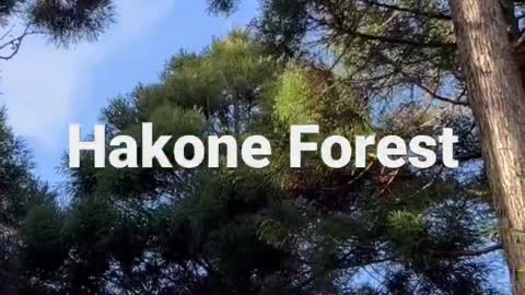 Hakone Forest