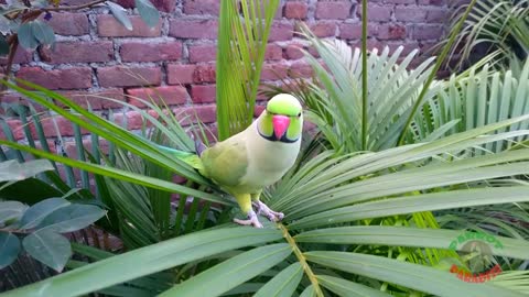 Natural Parrot singing & cropping.