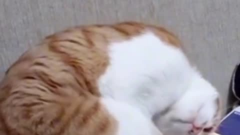 Sad cat video