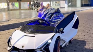 French Bulldog Drives His Lamborghini