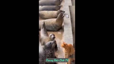 Funny animal videos😁😁😁 funniest cats and dog videos 2024 😼😼😼😼🐕🐕🐕
