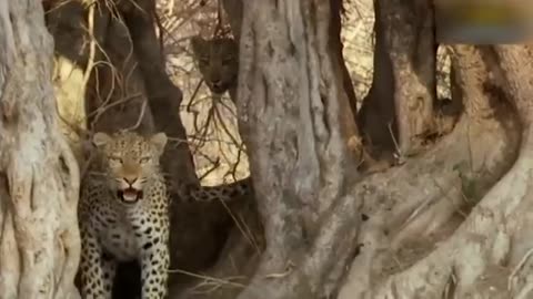 Mother Leopard Save Her Baby Fail and Hunt Eagle To Revenge | 1002 Animals