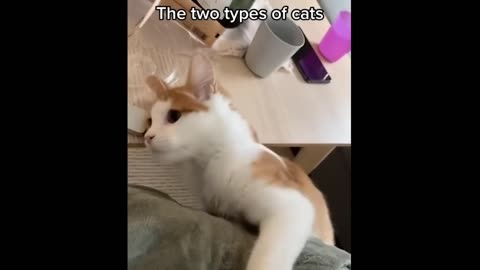 Try Not To Laugh With These Funny Pets 😹😂