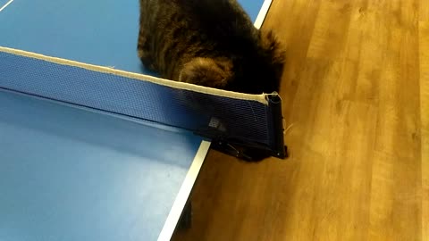 cat in the gym