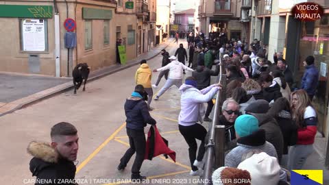 CARIÑENA ( ZARAGOZA ) TARDE VACAS EN LA CALLE ( SABADO 28 ENERO 2023 ) GAND.JAVIER SORIA