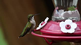 Hummingbird feeding-slow motion